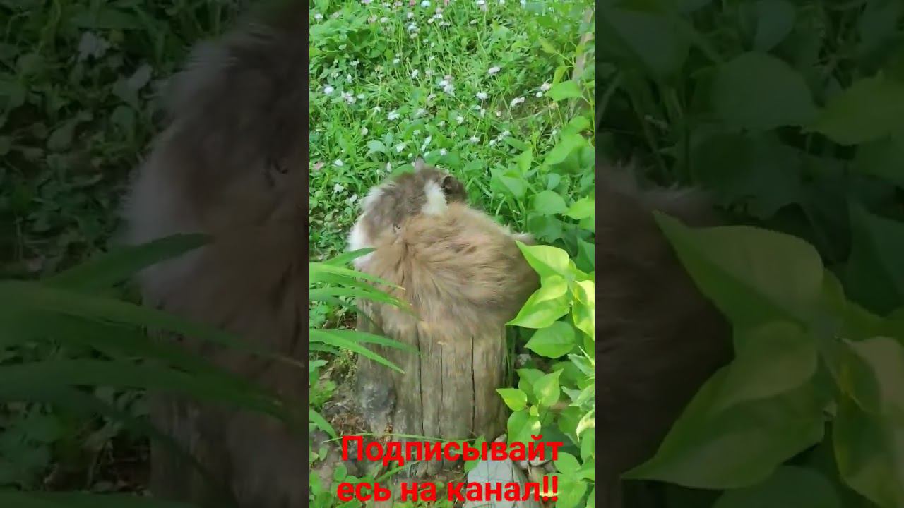 Барсик спит на троне! смотреть онлайн