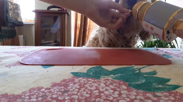 ASMR Dog Eats Chicken Pieces / АСМР Собака кушает кусочки курицы