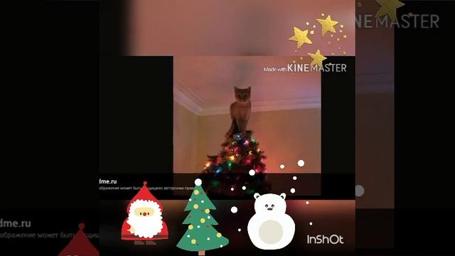 Коты и новогодние ёлки! смотреть онлайн