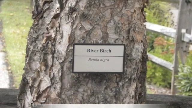 Betula nigra River Birch смотреть онлайн