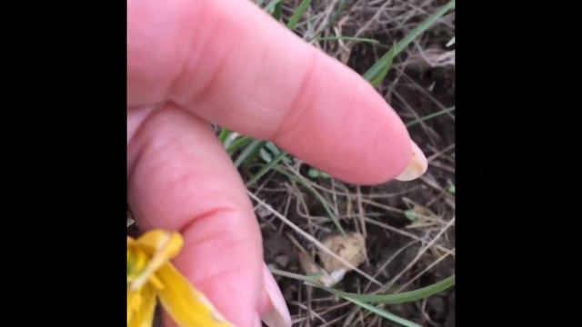 Не недвижимостью единой живет риелторНемного о первоцветах🌷🌱🌈🧚♀️ смотреть онлайн