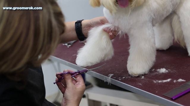 Very beautiful maltipoo haircuts - This is the most fun dog grooming смотреть онлайн