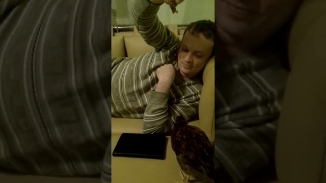 Кура и сушеные бананы смотреть онлайн