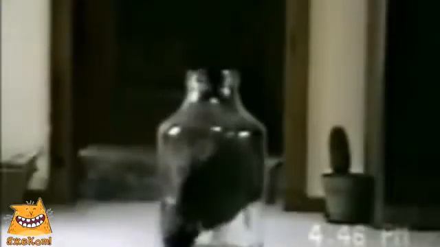 Жидкие коты. ЯжеКОТ! смотреть онлайн