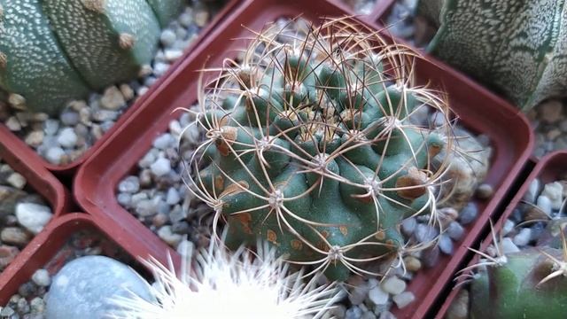 Коллекция кактусов и суккулентов. Тема: Про кактусы без "истории". Детальный обзор от 30 июня смотреть онлайн