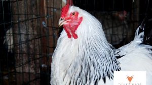 Крупные породы кур нашего хозяйства. 2020