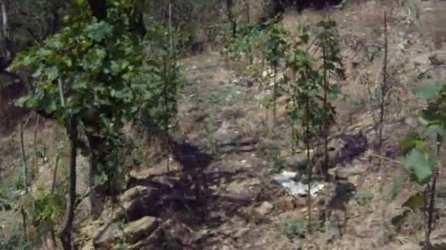 The New Vineyard in Papingo смотреть онлайн