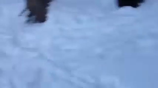 Хаски в зимнем лесу))