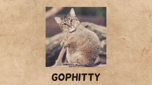 HYBRID CATS - Animals That Don't Exist