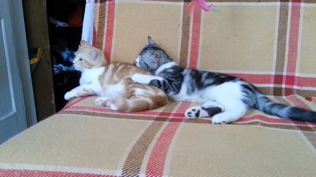 шотландская кошка смотреть онлайн