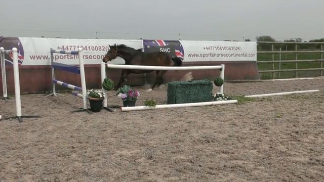 3 yrs mare by Cohinoor VDL ( Cornet Obolensky ) x Contender смотреть онлайн