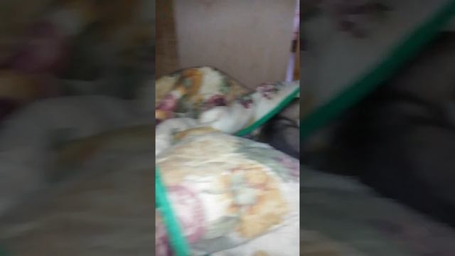 Щенки Хаски первый раз открыли глаза смотреть онлайн