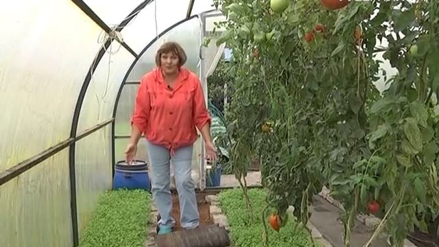 Собираем урожай и оцениваем лучшие сорта. Дачные советы от 06.09.2018 смотреть онлайн