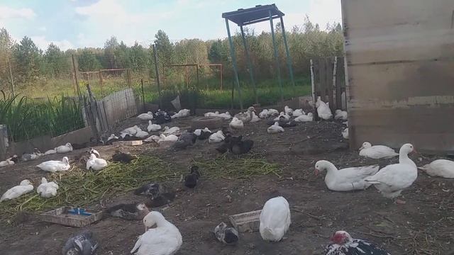 Соседи одолели,Забору быть! смотреть онлайн