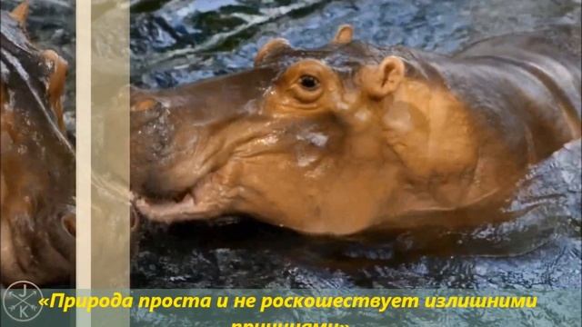 Виртуальная выставка "Книги писателей натуралистов" смотреть онлайн