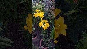 ?  Махровая азиатская лилия Фата Моргана. Lilium Fata Morgana 2022 ?