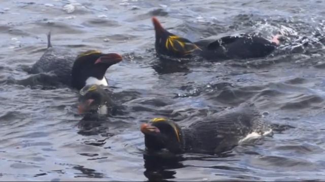 Златовласый пингвин смотреть онлайн