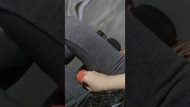 Приколы, домашние животные смотреть онлайн
