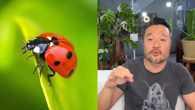 Bug's Life na Minha Floresta Urbana + Carnívora Pinguicula | Flay смотреть онлайн