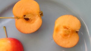 Трансцендент - сорт яблони