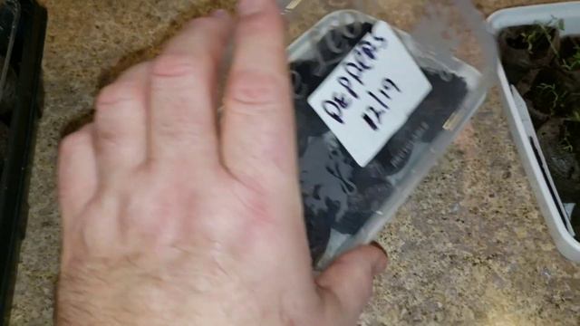The Coleus Seeds Have Germinated!!! What To Do Next & What To Expect!!!