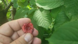 Черешня сорт Сільвія (cherry Sylvia). Низькоросла черешня для Вашого саду. Огляд 2023 року