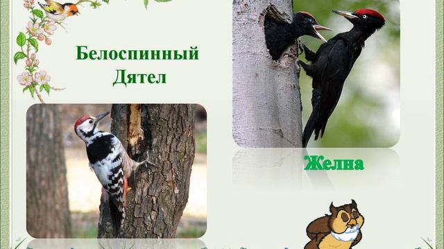 Красивые,необычные и очень редкие пернатые нашего города смотреть онлайн