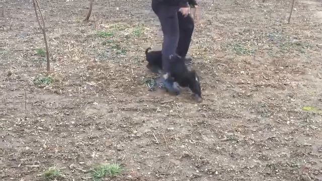 Schnauzer pitic/ Miniature schnauzer/ смотреть онлайн