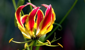 Глориоза РЕЛАКС АРТ-ТЕРАПИЯ ИМПРОВИЗАЦИЯ композитор Виктор Анхин #instrumentalmusic #flowers #music