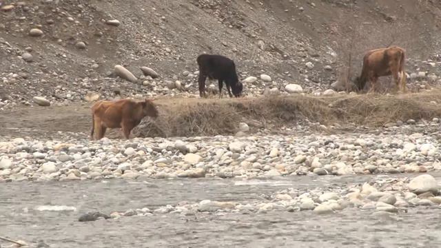 Спец репортаж 1 Бассейновые планы реки Аксуу Исфайра смотреть онлайн