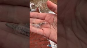 Замена ламп в подсветке номера на Nissan Sentra