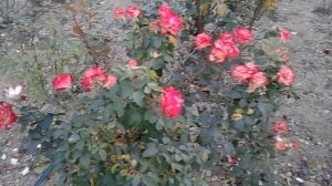 сорт розы Юбилей С Петербурга, питомник роз Полины Козловой