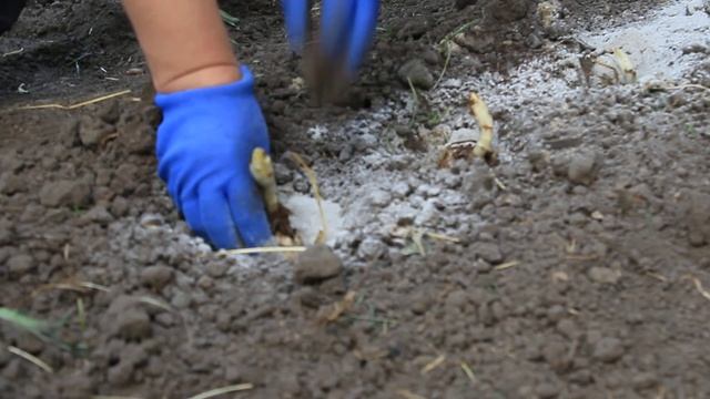 Сажаем лилии в середине июня!Лилии с распродажи. смотреть онлайн