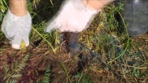 Урожаи и красота на нашем  участке в 2016г.