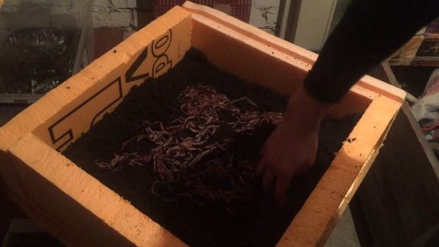 Заселение червя в ящик. смотреть онлайн