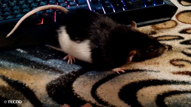 Ириска гуляет смотреть онлайн