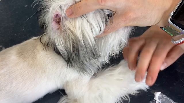 Будни грумера: Как удалить шерсть из уха у собаки | Ветклиника "В добрые руки" смотреть онлайн