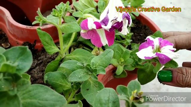How to care Petunia flowering plants||winter flowering plant||Vijaya's Creative Garden смотреть онлайн