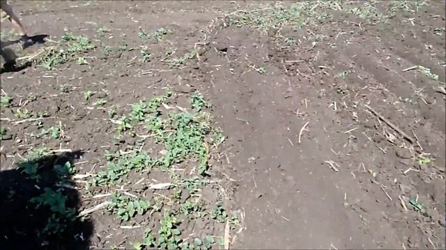 ЮМЗ-8040.2 в роботе с КПС-4, после ремонт КПП и заднего моста смотреть онлайн