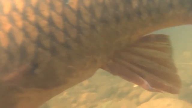 Sony HDR-GW77E(HDR-GW77V) Wild Carp underwater Slow смотреть онлайн