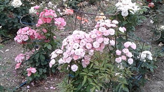 анжела и мускусы, обрезка мускусных роз, питомник роз полины козловой, rozarium.biz смотреть онлайн