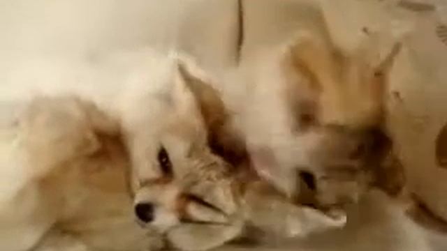 Кот и ушастый лис смотреть онлайн