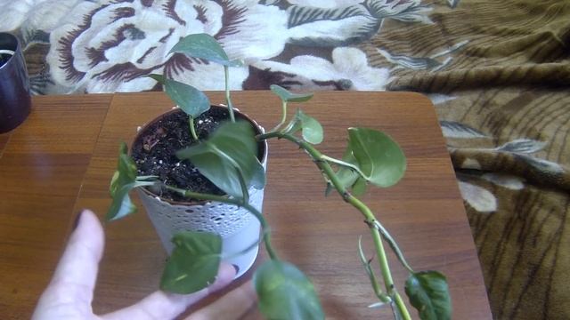 Обзор моих растений. Сциндапсус-Эпипремнум. 2часть. смотреть онлайн