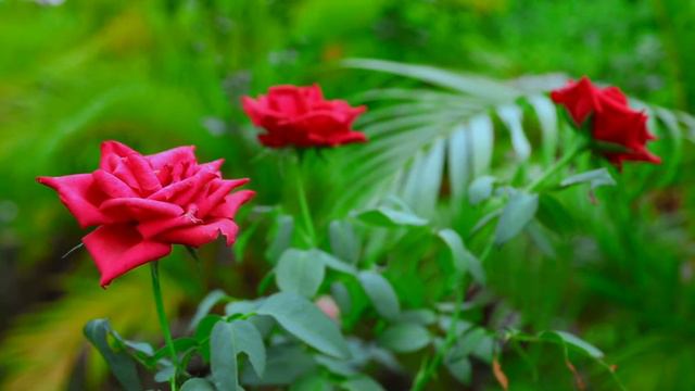 Red Rose | Queen View Photography & Video смотреть онлайн