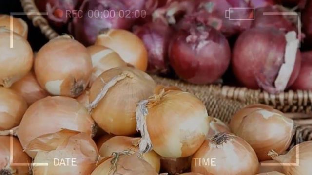 🏆 Cultivo De La CEBOLLA ✅ Requerimientos Edafoclimaticos / AGRICULTURA