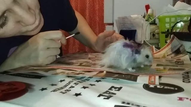 ФИОЛЕТОВЫЙ ХОМЯК смотреть онлайн