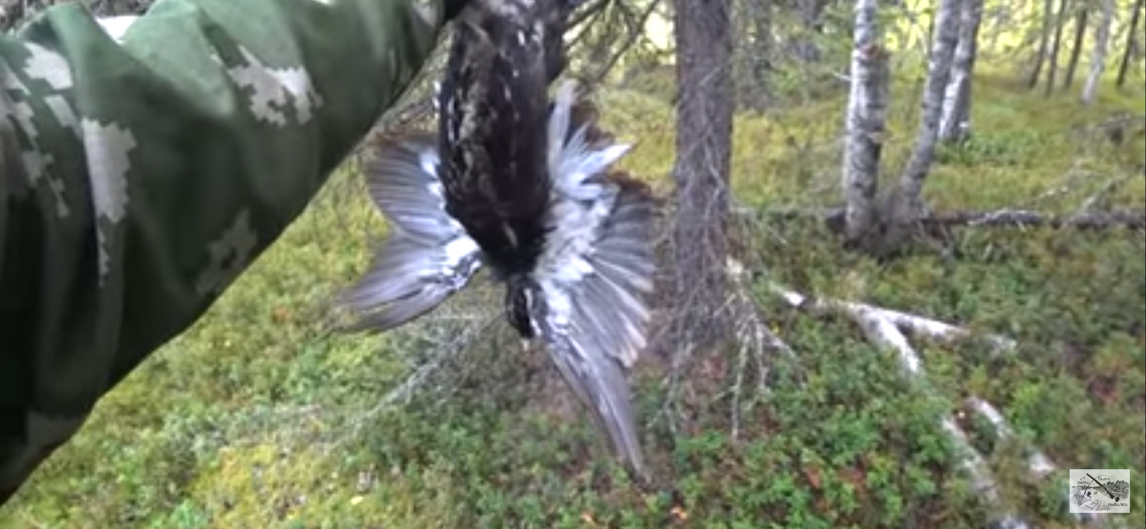 ОХОТА НА БОРОВУЮ ДИЧЬ / ОХОТА С ЛАЙКОЙ / ОХОТА НА ГЛУХАРЯ, ТЕТЕРЕВА, РЯБЧИКА / ИЗБА смотреть онлайн