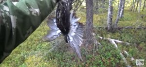 ОХОТА НА БОРОВУЮ ДИЧЬ / ОХОТА С ЛАЙКОЙ /  ОХОТА НА ГЛУХАРЯ, ТЕТЕРЕВА, РЯБЧИКА / ИЗБА