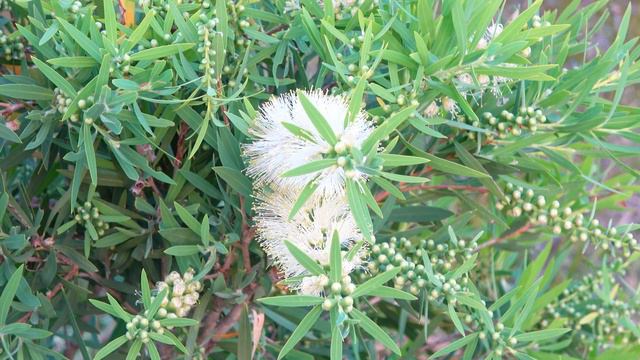 Spring in Australian Bush 4k. (video V009) смотреть онлайн