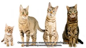 До какого возраста растут кошки — обычные и породистые